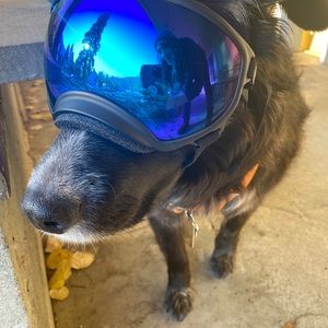 Meet your Posher, Lizzie